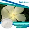 Gossypium Hirsutum L Extract is a natural plant extract derived from the seed of the cotton plant. It contains various active compounds like antioxidants and essential amino acids, which makes it a popular ingredient in skincare and haircare products.